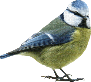 Kaz_Creations Birds Bird - bezmaksas png