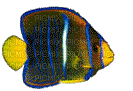 fish deco poisson - Бесплатный анимированный гифка