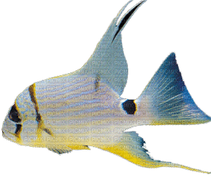 fish anastasia - Besplatni animirani GIF