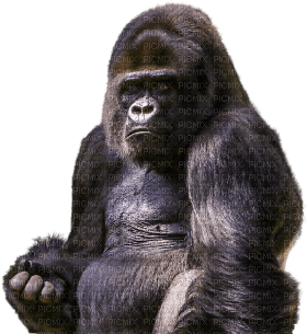 Kaz_Creations Gorilla - png gratis