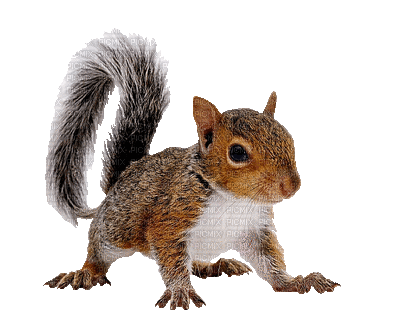 Kaz_Creations Animated Squirrel - Ingyenes animált GIF