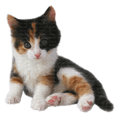 Kaz_Creations Cats Cat Kittens Kitten - zdarma png