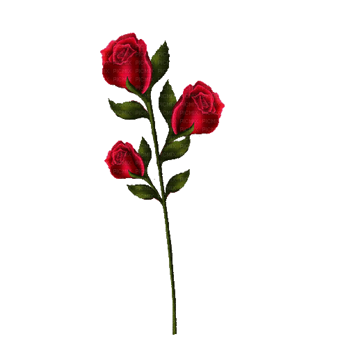 red roses gif 5 - Бесплатный анимированный гифка
