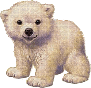 icebear animal winter hiver gif - Darmowy animowany GIF