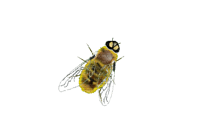 Пчела;анимация - Gratis geanimeerde GIF