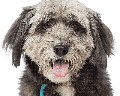 Kaz_Creations Dog Pup Dogs 🐶 - безплатен png