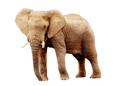 elephant, elefantti - Free PNG