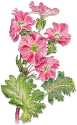 soave deco flowers branch garden vintage pink - 無料png