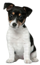 Chien jack Russel - Free PNG