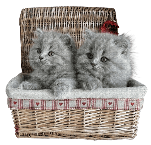 chat panier - Free PNG
