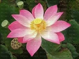 fleur de lotus - png ฟรี