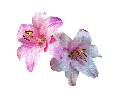 Flower, Flowers, Deco, Decoration, Pink - Jitter.Bug.Girl - 免费PNG