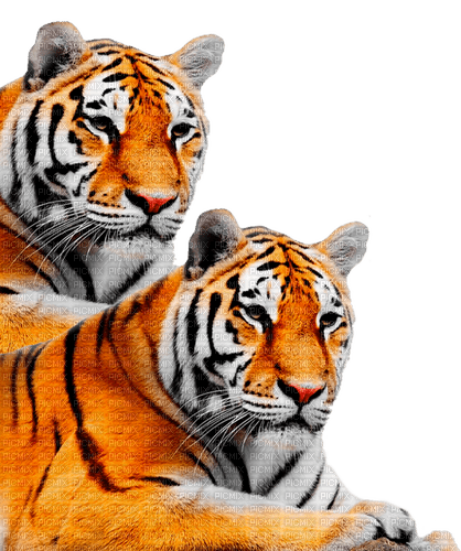 tiger  by nataliplus - bezmaksas png