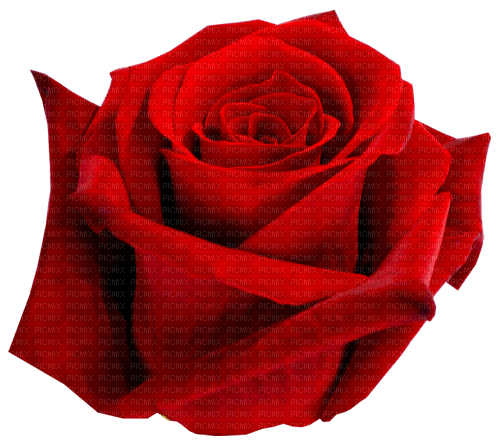 Rose.Red - png grátis