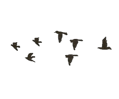 Birds bp - Darmowy animowany GIF