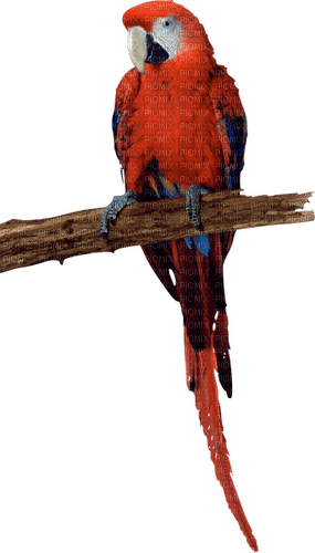 papuga - darmowe png