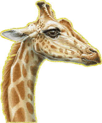 jirafa - GIF animado gratis