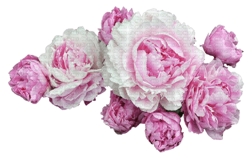Pink And White Flowers - безплатен png