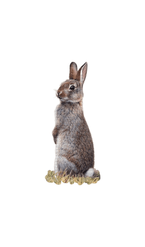 Hare - безплатен png
