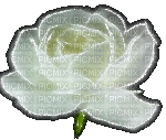 rose blanche - Zdarma animovaný GIF