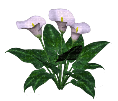 Flowers white bp - png grátis