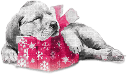 soave dog christmas winter animals deco gift - Free PNG
