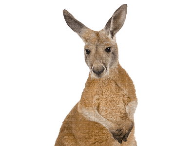 Australia animals bp - фрее пнг