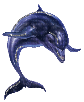 dolphin - GIF animado grátis