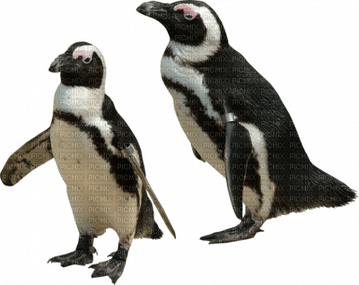 pinguino - nemokama png