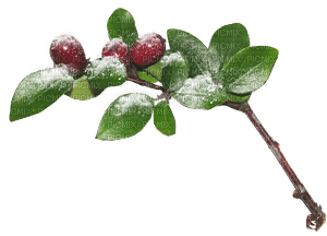 vinter-bär-blomma - бесплатно png