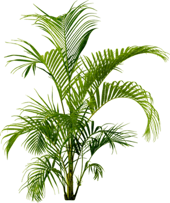 planta - Free PNG