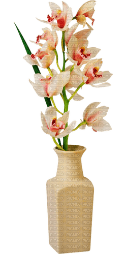 Orchidées - gratis png
