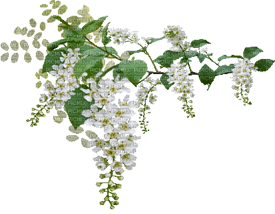 flores blancas gif dubravka4, flores , blancas , gif , dubravka4 - Free  animated GIF - PicMix
