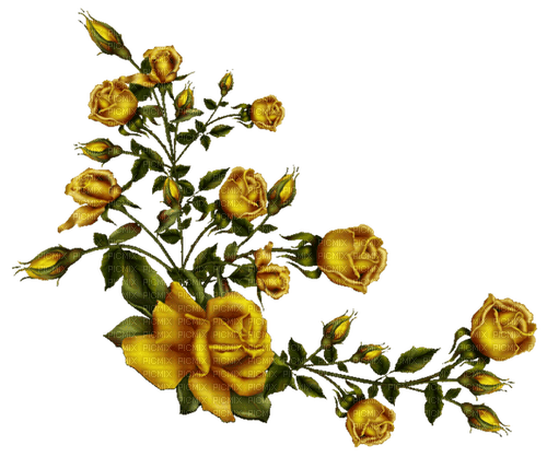 gold rose dubravka4 - nemokama png