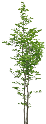 Arbre.Tree.Green.Árbol.Victoriabea - 免费PNG