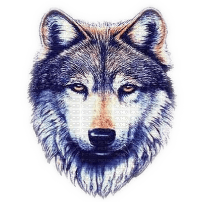 Wolf - ingyenes png