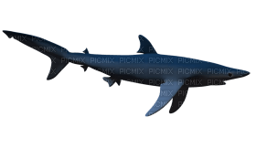 Kaz_Creations Shark - ilmainen png