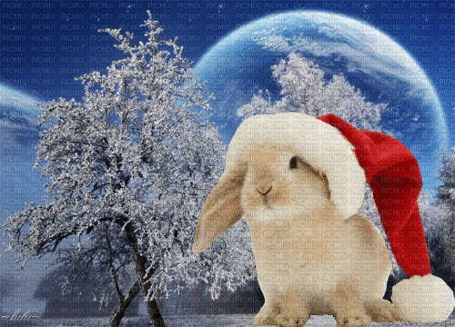 Кролик - Ingyenes animált GIF