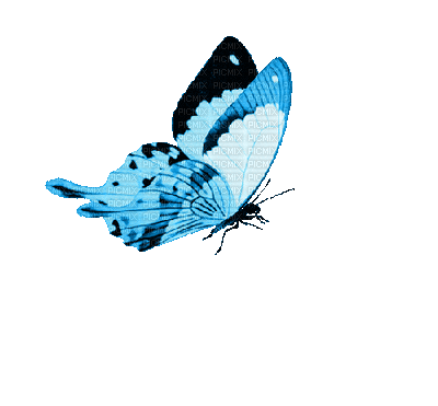 Butterfly, Butterflies, Blue - Jitter.Bug.Girl - GIF animado gratis