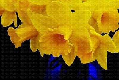 flowers yellow bp - ücretsiz png