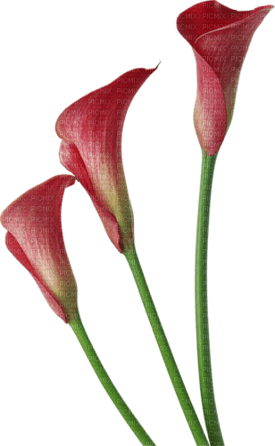 red lilies susnhine3 - zdarma png