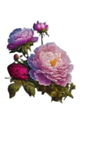 fleurs pivoines - δωρεάν png