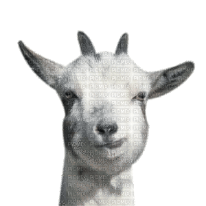 Goats Chèvres Ziegen goat Chèvre ziege animal farm tube gif anime animated animation - GIF animado gratis