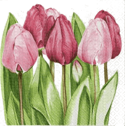 Tulips, Tulpen, Blumen, Rosatöne - фрее пнг