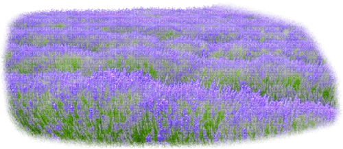 Lavender field - zdarma png