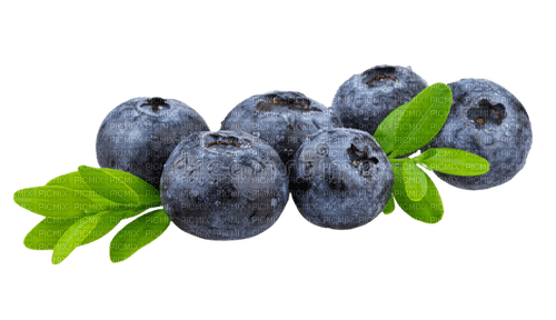 Blueberries - Bogusia - nemokama png