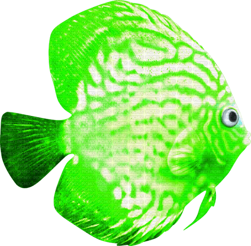 Fish.Green.White - zdarma png