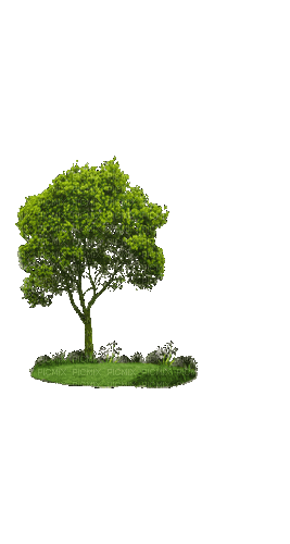 Деревья - GIF animado grátis