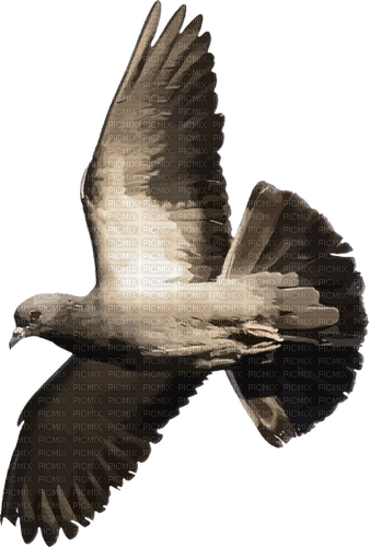 Kaz_Creations Bird - безплатен png