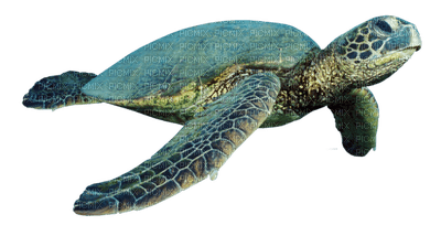 tortue - δωρεάν png